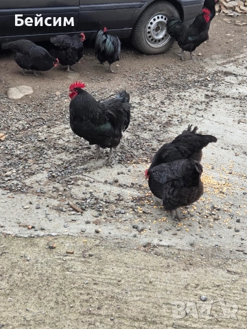 Петли Австралорп, снимка 2 - Кокошки и пуйки - 53294858
