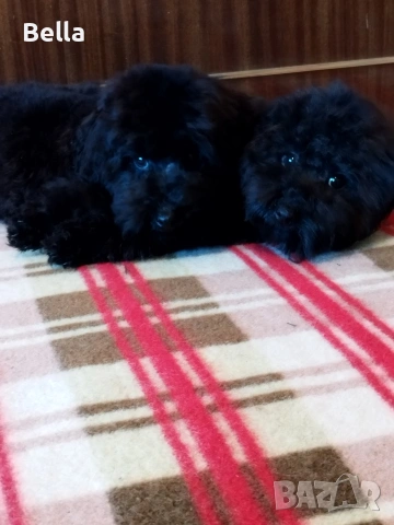 Мини пудел , снимка 10 - Пудели - 53132342