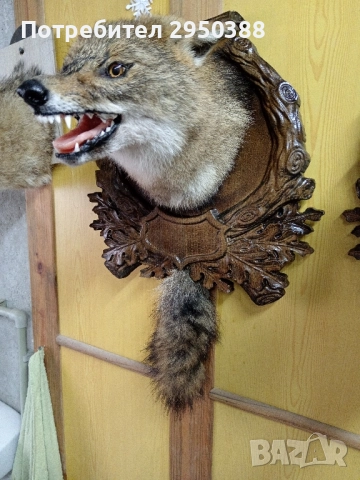 ПРЕПАРИРАН ЧАКАЛ С ДЪРВОРЕЗБА , снимка 5 - Други - 50381463