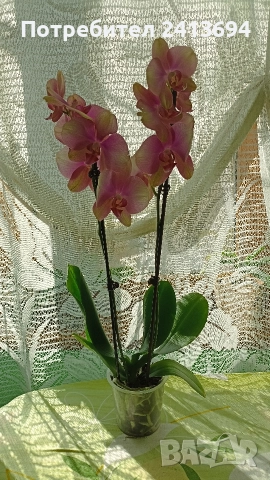 Phal.Rainbow орхидея фаленоосис Дъга, снимка 3 - Стайни растения - 52824365