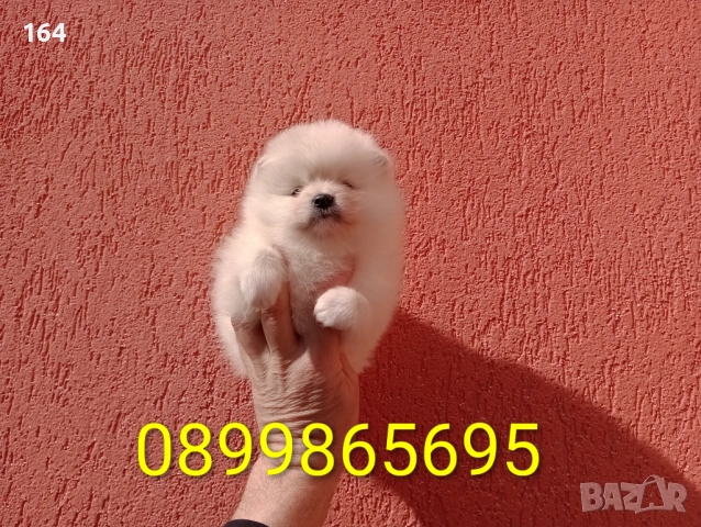 Женски Померани. Реални снимки от 22.02.26 г. , снимка 3 - Померан - 53582642