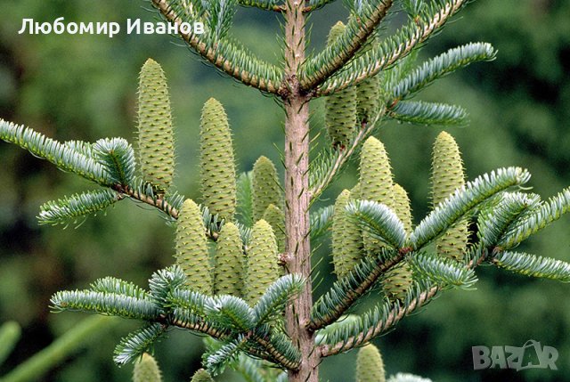 Семена от иглолистни дървета-Секвоя Бор Смърч Кедър Ела Тис Кипарис Туя Криптомерия Гинко, снимка 7 - Сортови семена и луковици - 25642320