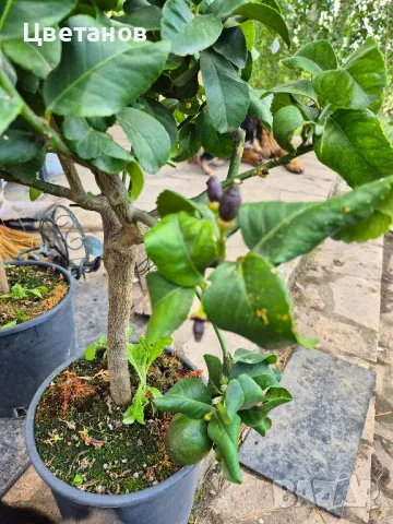 ЛИМОН ЛУНАРИО - 4 сезона, снимка 6 - Стайни растения - 50250754