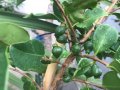 Ягодова гуава,Strawberry Guava, растения и семена, снимка 8