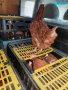 продавам кокошки носачки за яйца, снимка 2