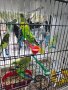 Разнообразие на папагали, снимка 5
