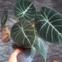 Alocasia Black Velvet , снимка 1 - Стайни растения - 43583867