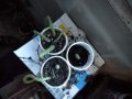 Кактус змийче, снимка 1 - Градински цветя и растения - 28046055