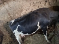 Продавам млекодойна крава , снимка 5