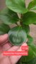 Peperomia magnoliifolia, снимка 1 - Стайни растения - 43010805