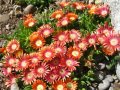 Продавам цветя Делосперма - разсад, за лятно засаждане, 4 цвята, снимка 10