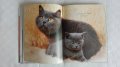 Котешки луксозни албуми, снимка 6