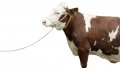 Повод въже за крави, телета, коне и други селскостопански животни Арт. №: 29540, снимка 3