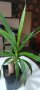 Стайна палма Юка 70см, снимка 1 - Стайни растения - 43072972