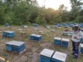 Пчелни отводки 2024, снимка 1 - За пчели - 43652376