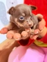 Кучета Чихуахуа Мини пинчер , снимка 8