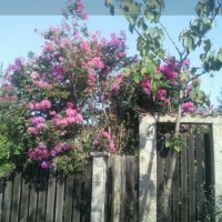 Продавам ИНДИЙСКИ ЛЮЛЯК (Lagerstroemia indica) от 80 см до 4м. подготвени в контейнер(саксия)  , снимка 5 - Градински цветя и растения - 32610145