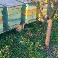 Пчелни семейства с или без кошерите, снимка 1 - Други животни - 44933368