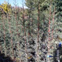 ОБИКНОВЕН КИПАРИС Cupressus Sempervirens, снимка 1 - Градински цветя и растения - 42972009