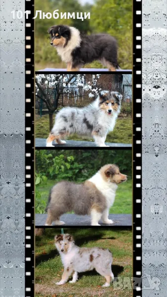 Шотладската овчарка-Коли, снимка 1