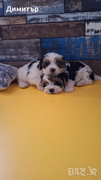 Бивър йоркширски териер, снимка 1