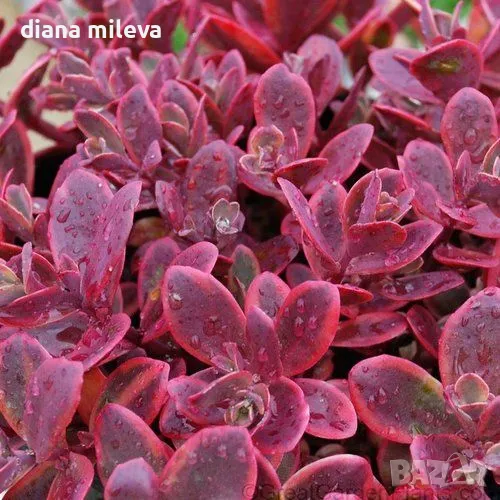 Седум Горски Пожар, Sedum SunSparkler Wildfire , снимка 1