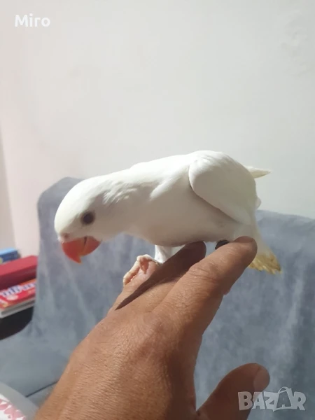 Малък Александър ръчно хранени, снимка 1