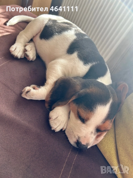 Породисти кученца бигъл  , снимка 1