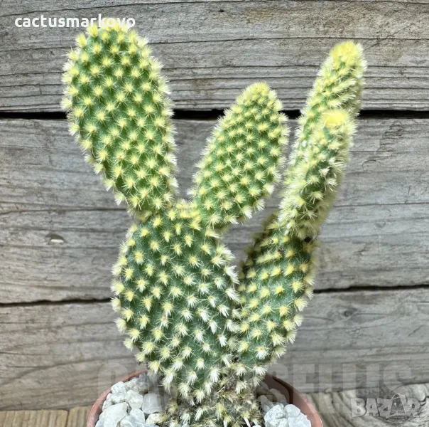 Opuntia microdasys ‘Pallida’, снимка 1