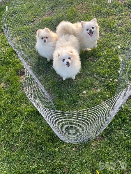 Померани , снимка 1