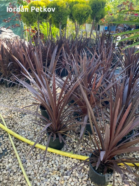 Палми юка червенолистна , снимка 1