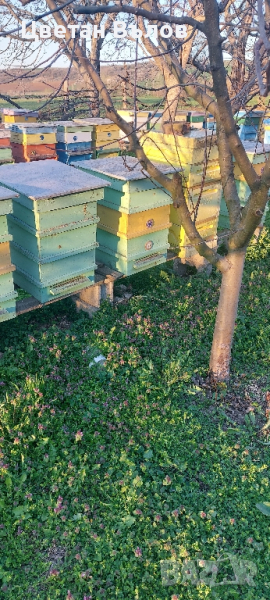 Пчелни семейства с или без кошерите, снимка 1