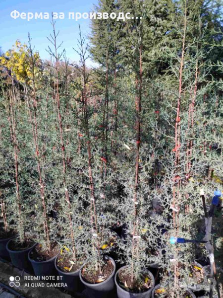 ОБИКНОВЕН КИПАРИС Cupressus Sempervirens, снимка 1