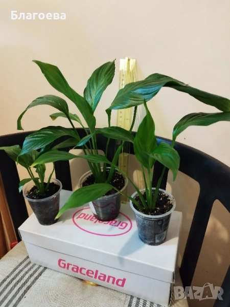 Спатифилум/Лилия на мира, снимка 1