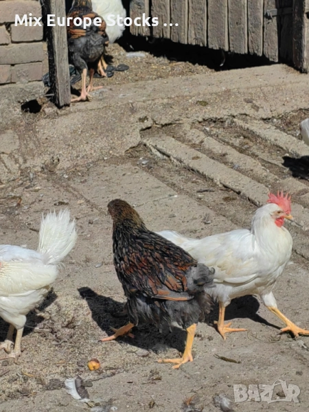 Син Кантариран Виандот, снимка 1