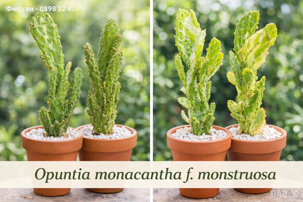 Опунция – Opuntia monacantha ‘Monstruosa’, снимка 1