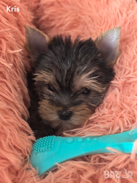 Мини йоркширски териер момченце, снимка 1