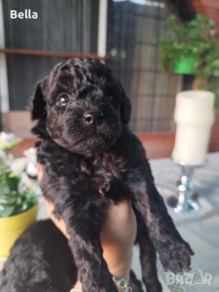 Мини пудел , снимка 1