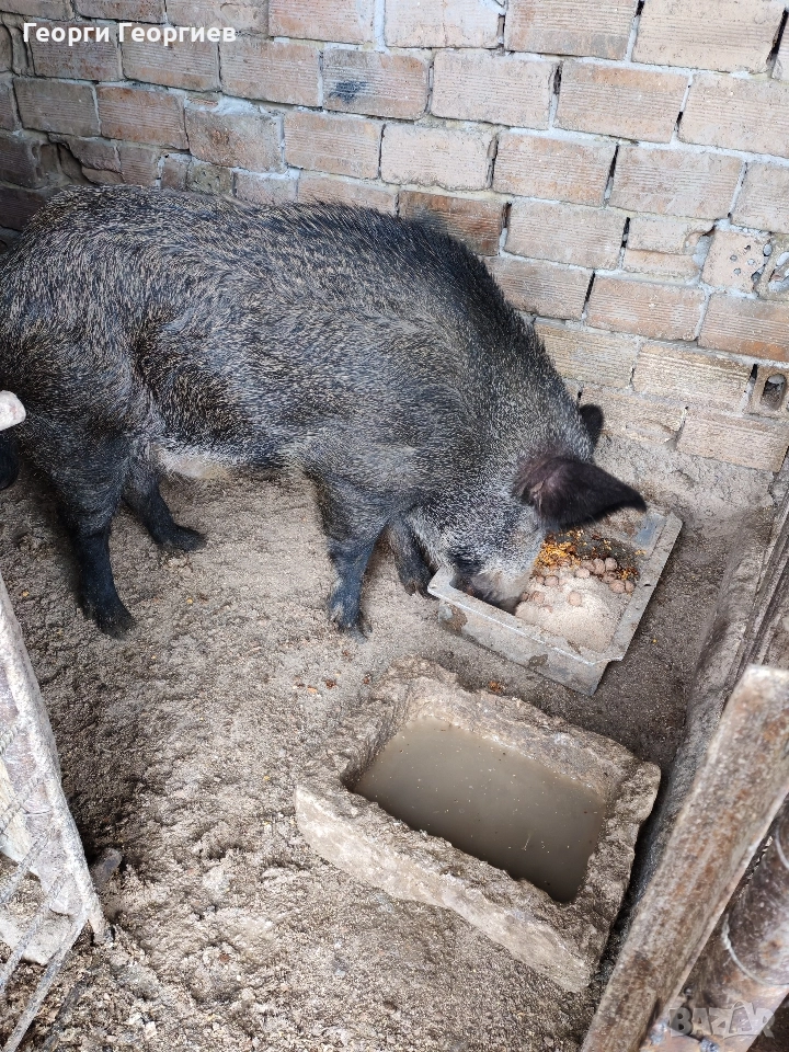 Диво прасе нерез! , снимка 1
