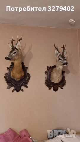 Препарирани Сръндаци 2 броя, снимка 10 - Други - 53132038