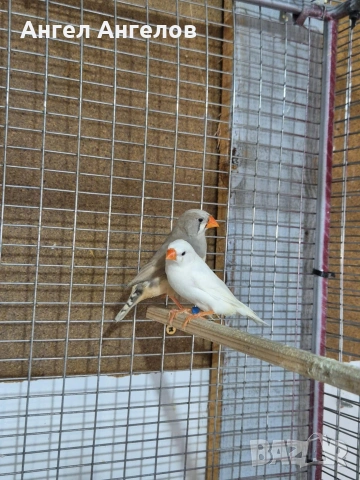 зеброви амадини , снимка 5 - Амадини - 53296953