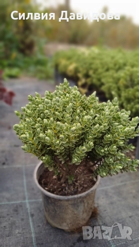 Хебе Hebe, снимка 9 - Градински цветя и растения - 52534903