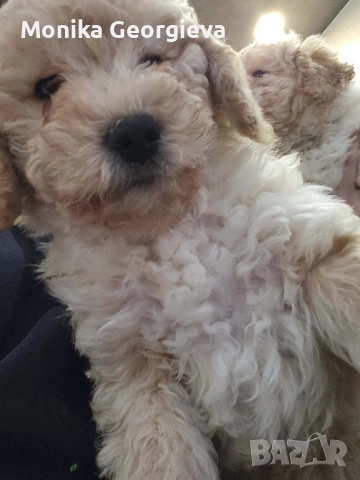 Чистокръвни Пудели , снимка 4 - Пудели - 52790911