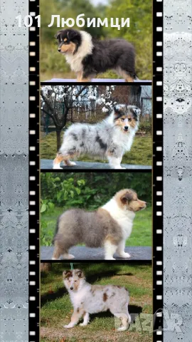 Шотладската овчарка-Коли