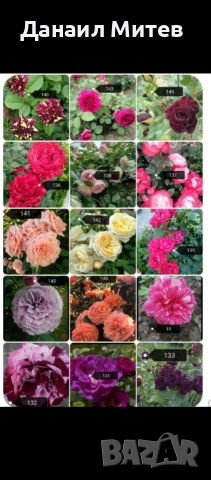 промоция рози гол корен, снимка 2 - Градински цветя и растения - 53195839