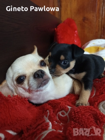 Между Пинчер-Чихуахуа , снимка 3 - Пинчер - 52356137