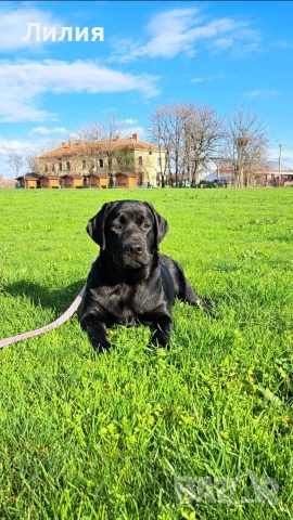 Лабрадор ретривър с родословие, снимка 6 - Лабрадор ретривър - 48299080