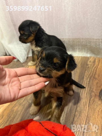 Мини йоркширски териерчета, снимка 6 - Йоркширски териер - 52667740