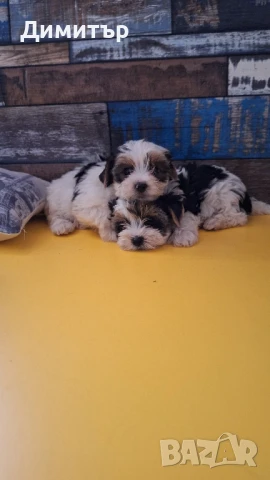 Бивър йоркширски териер, снимка 1