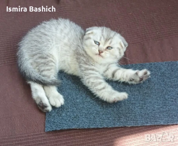 Сребърно британче, снимка 1